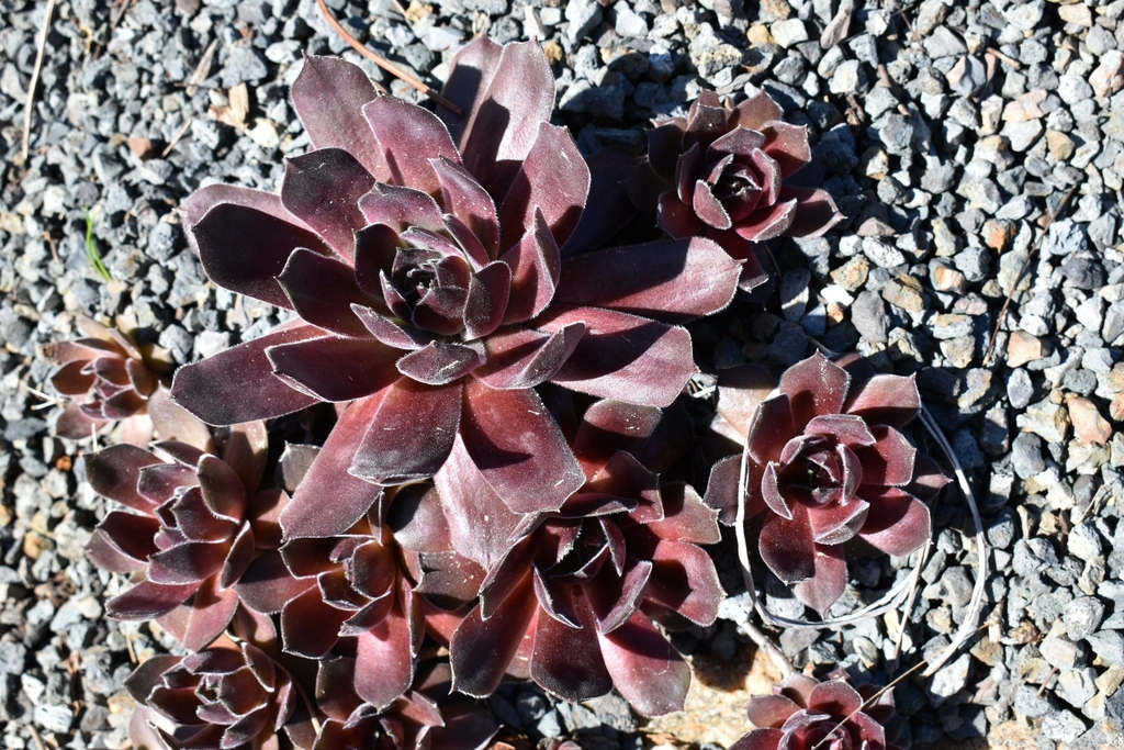 Magnificum Form - March - Wake Co., NC