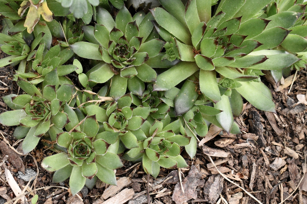 Dense Form - April 15 - Wake Co., NC