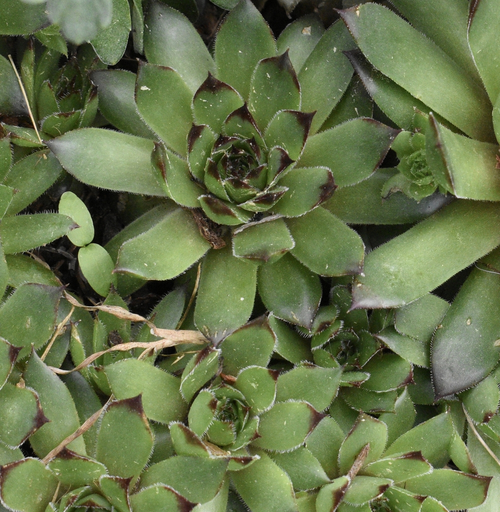 Form - April 15 - Wake Co., NC