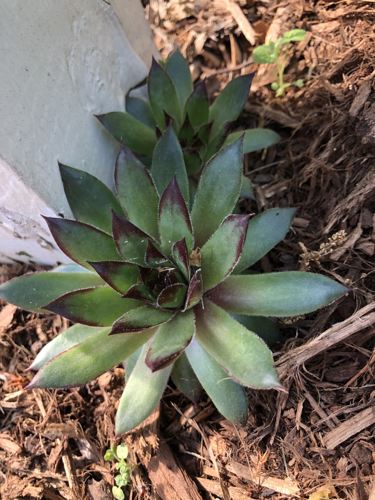 Sempervivum tectorum