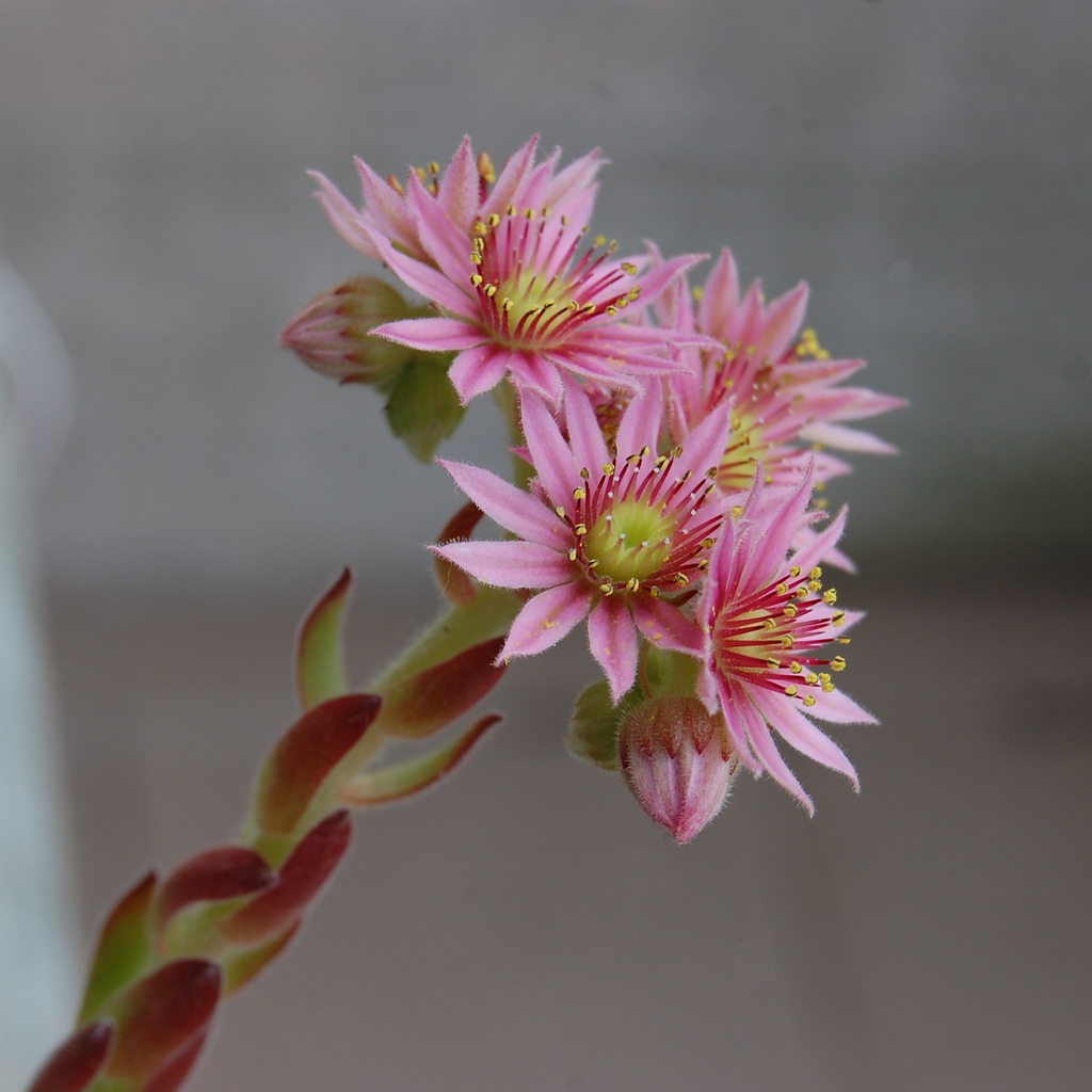 Sempervivum tectorum