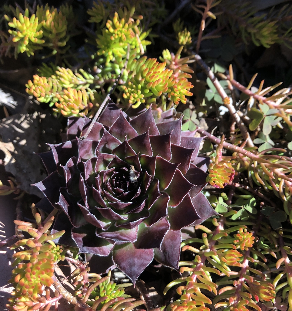 Sempervivum tectorum