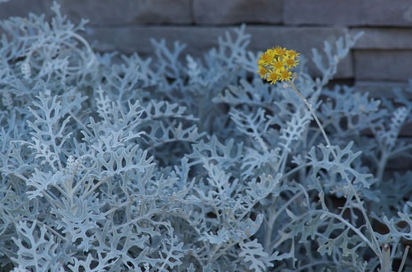 Senecio cineraria