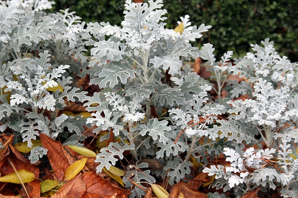 Senecio cineraria