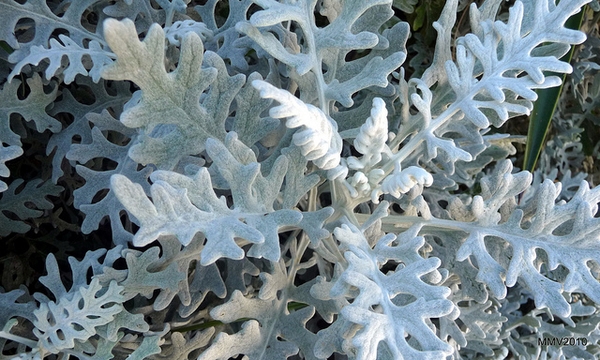 Senecio cineraria