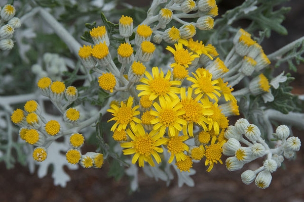 Senecio cineraria