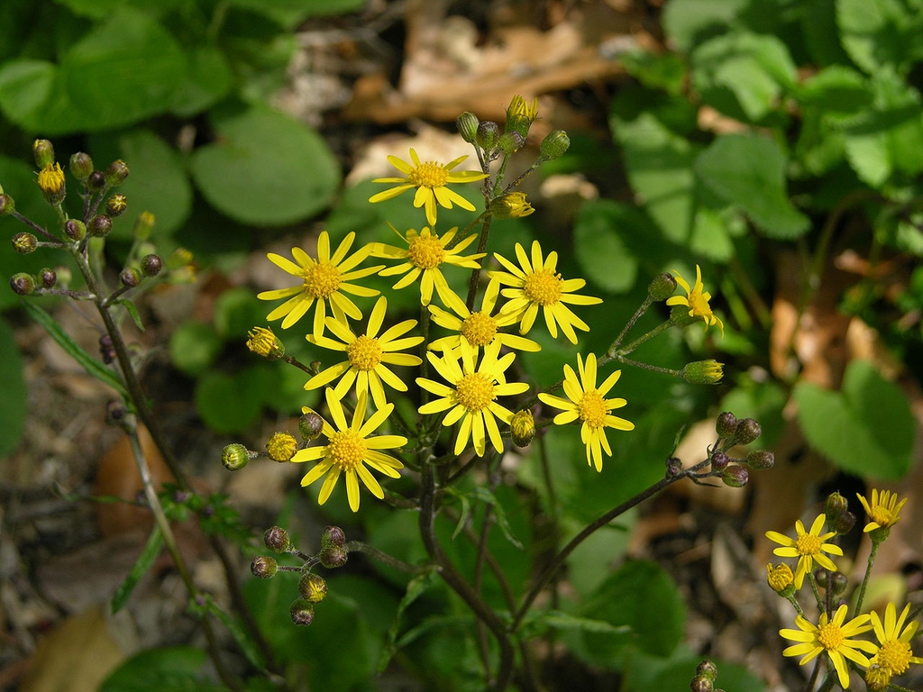 Form