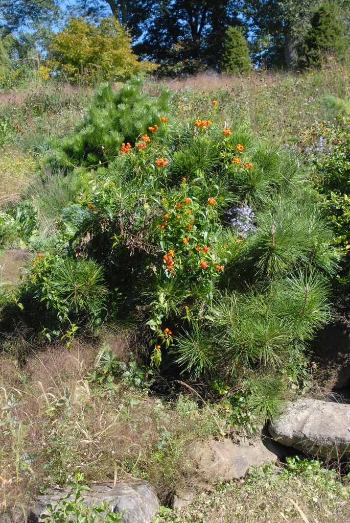 Senecio confusus