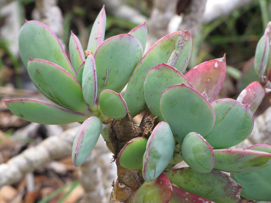 Senecio crassissimus