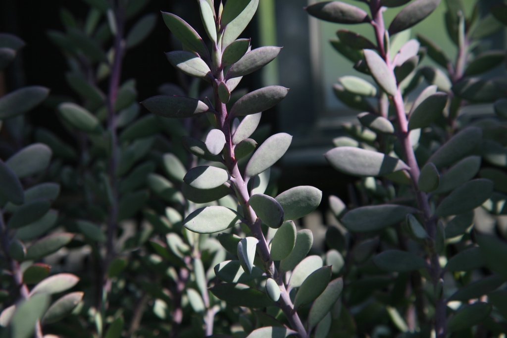 Senecio crassissimus