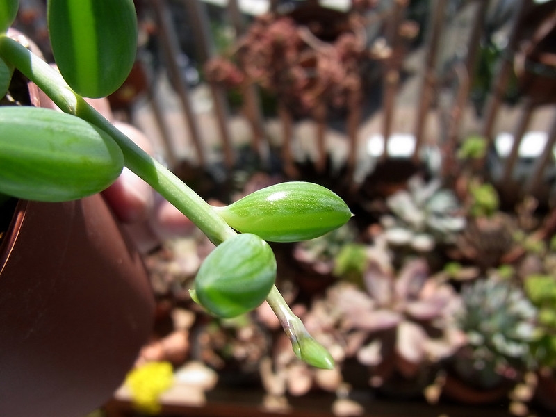 Close-up of banana-shaped succulent leaves.
