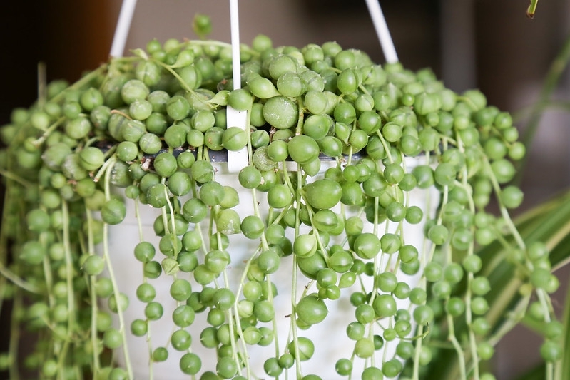 Cascading form in a hanging basket.