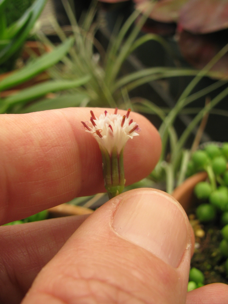 Curio rowleyanus