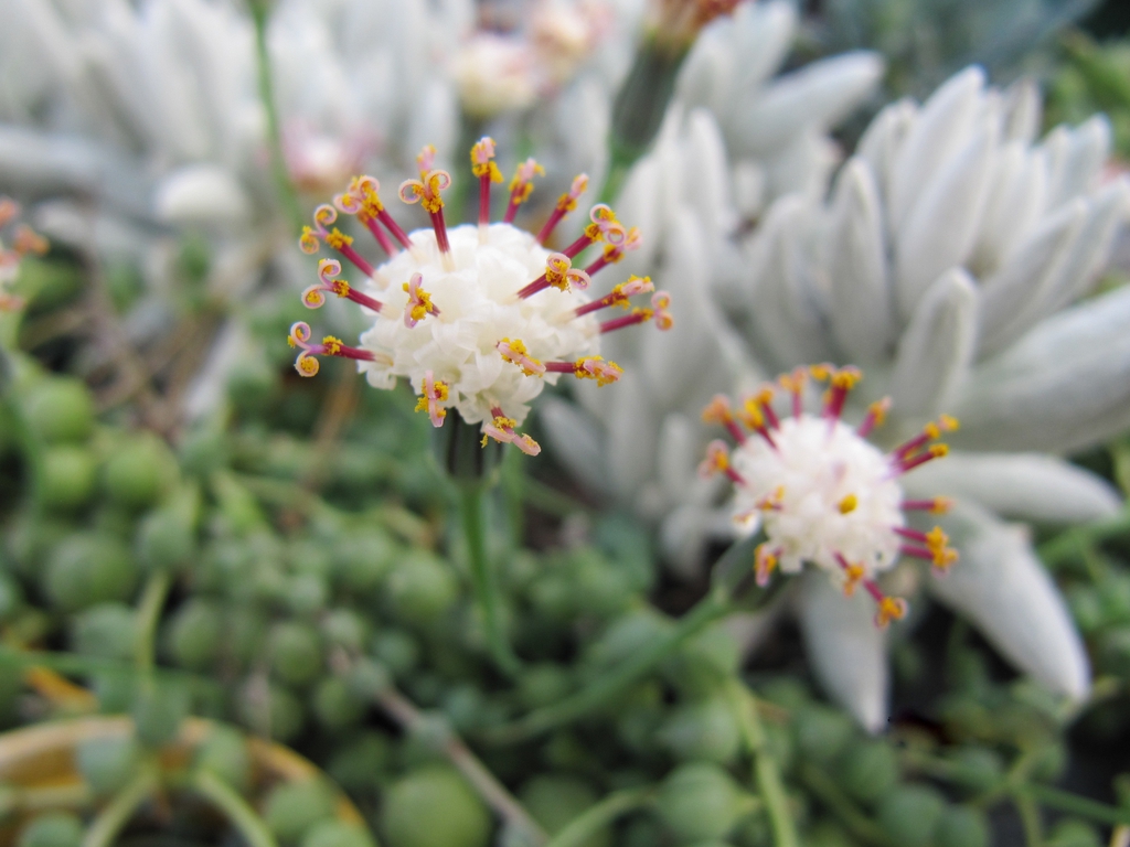Curio rowleyanus