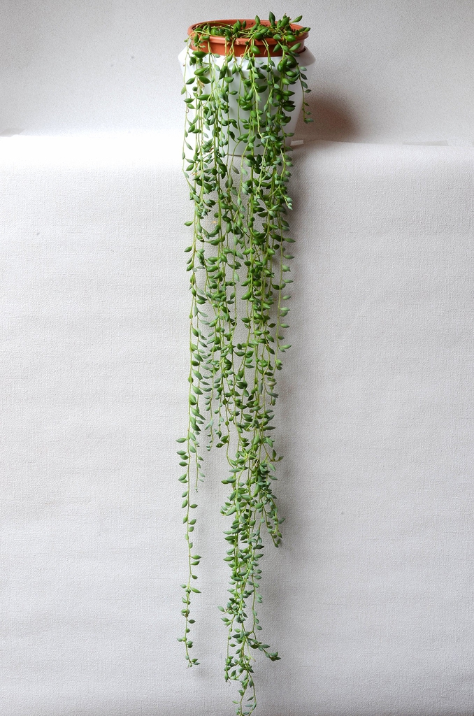 Stems with pearl-like fleshy leaves can be quite long.