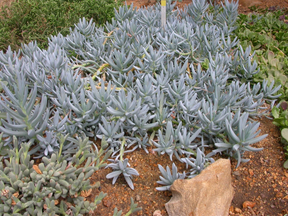 Form