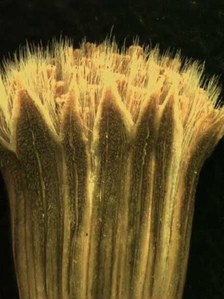 Senecio vulgaris L.