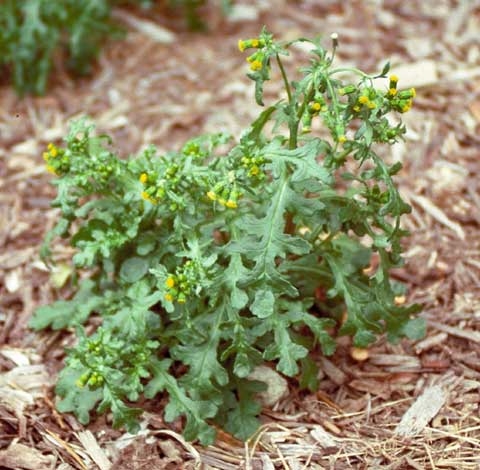 Senecio vulgaris L.