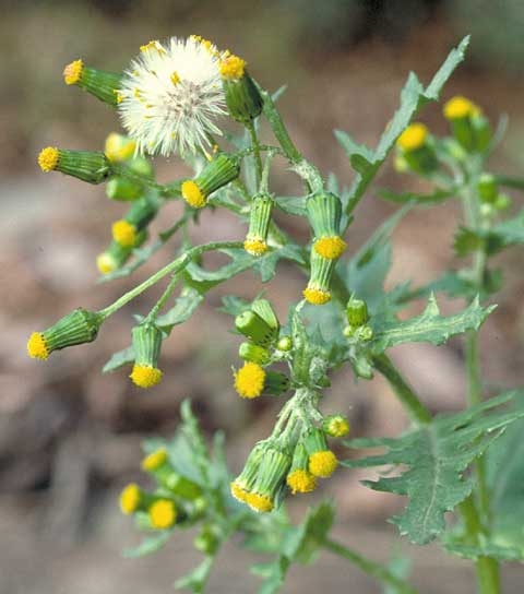 Senecio vulgaris L.
