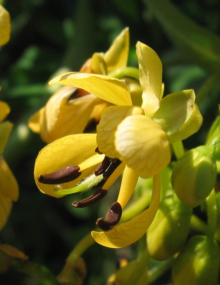 Clusters of yellow flowers and prominent stamens.