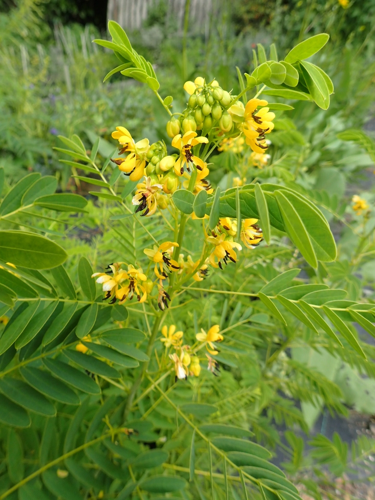 shrub with pinnate leaves and clusters of yellow flowers.