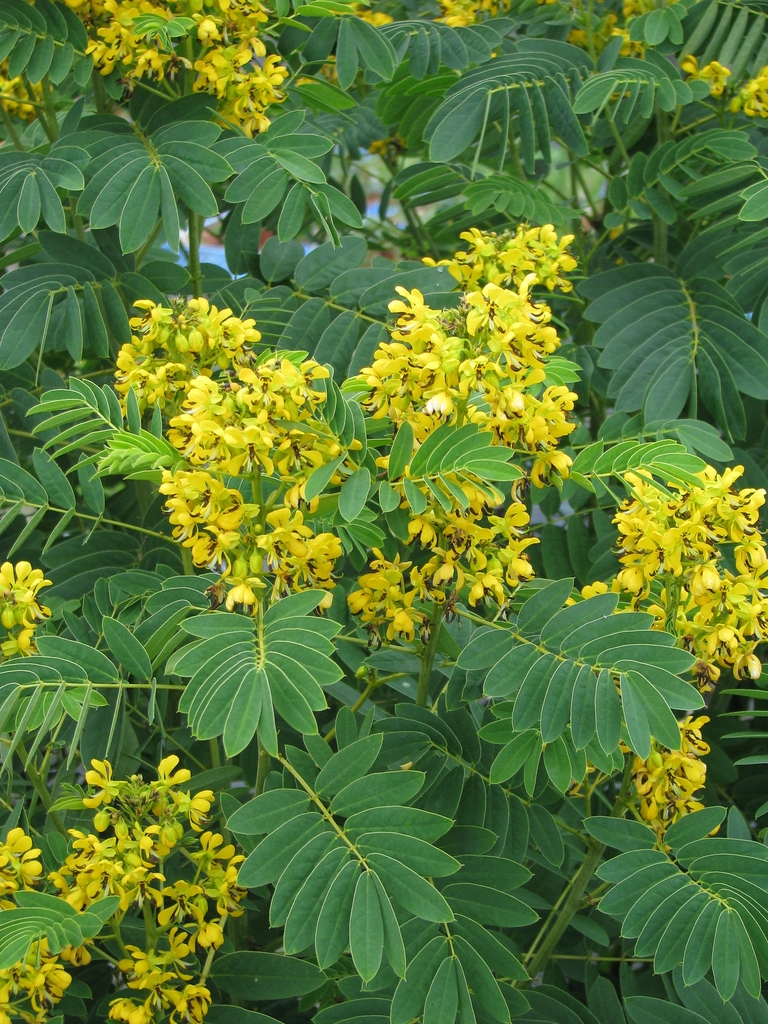 shrub with pinnate leaves and clusters of yellow flowers.