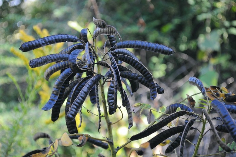 Shrub with clusters of dark brown bean pods.