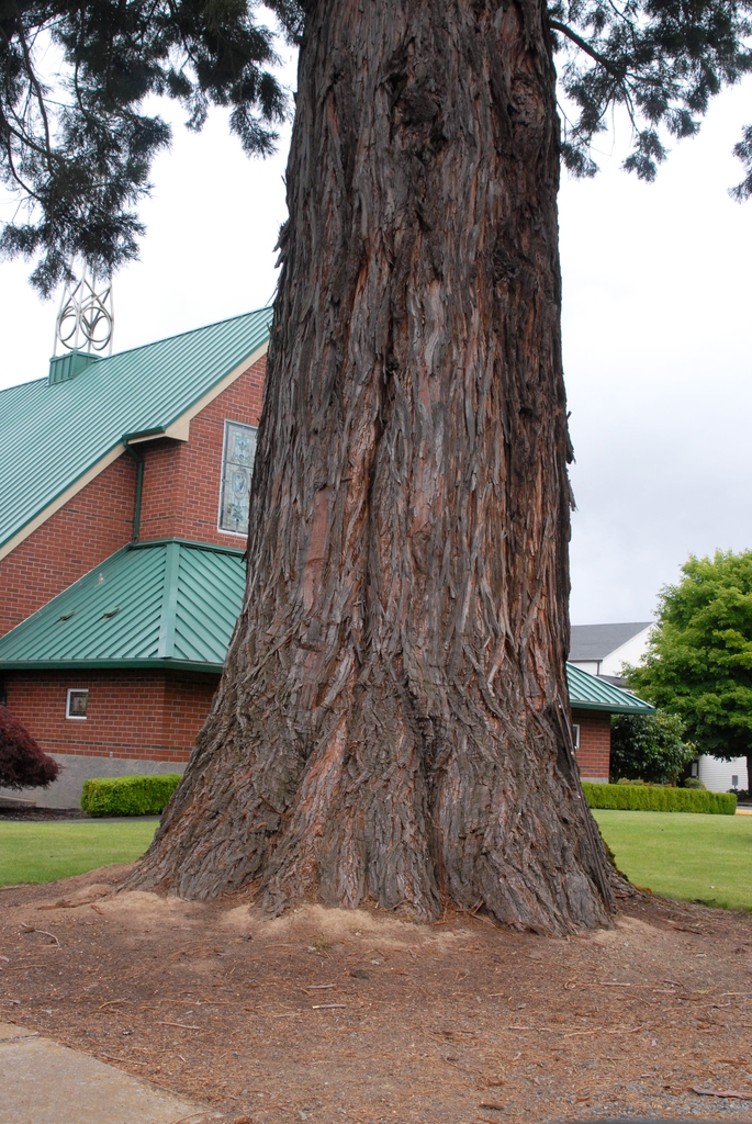 Bark