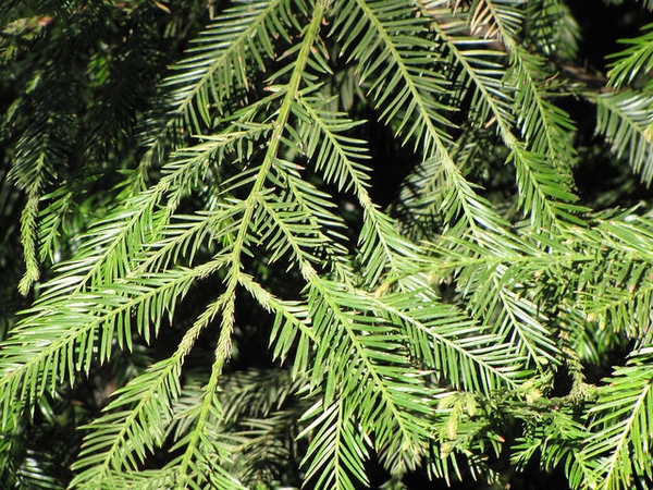 Sequoia sempervirens