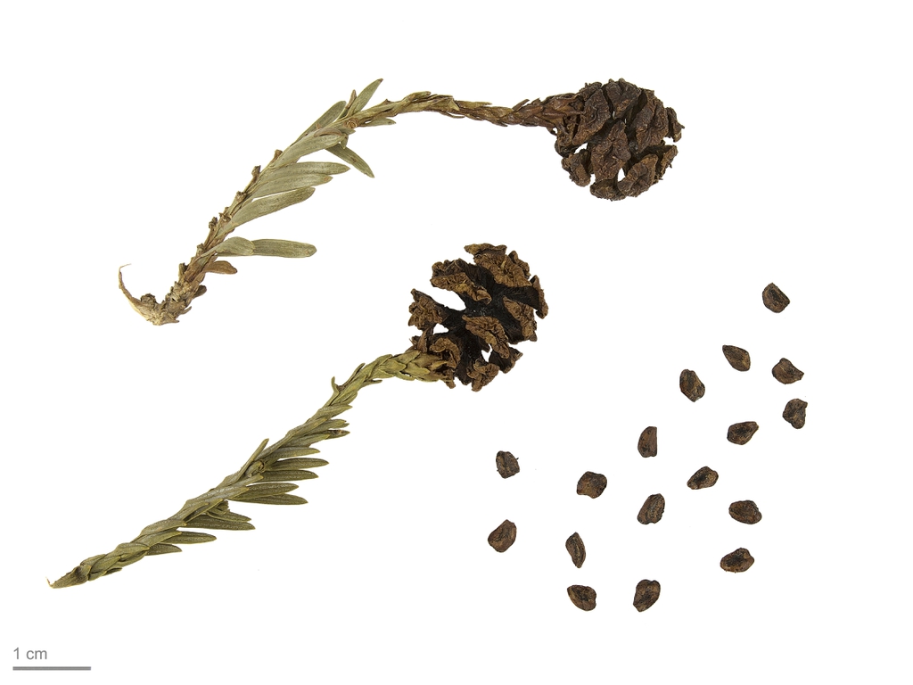 Sequoia sempervirens