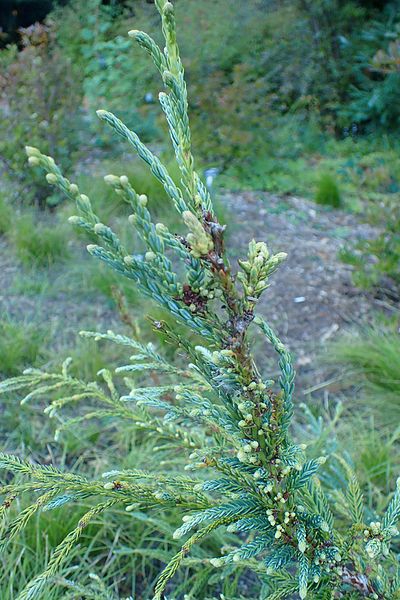 White-tipped needles