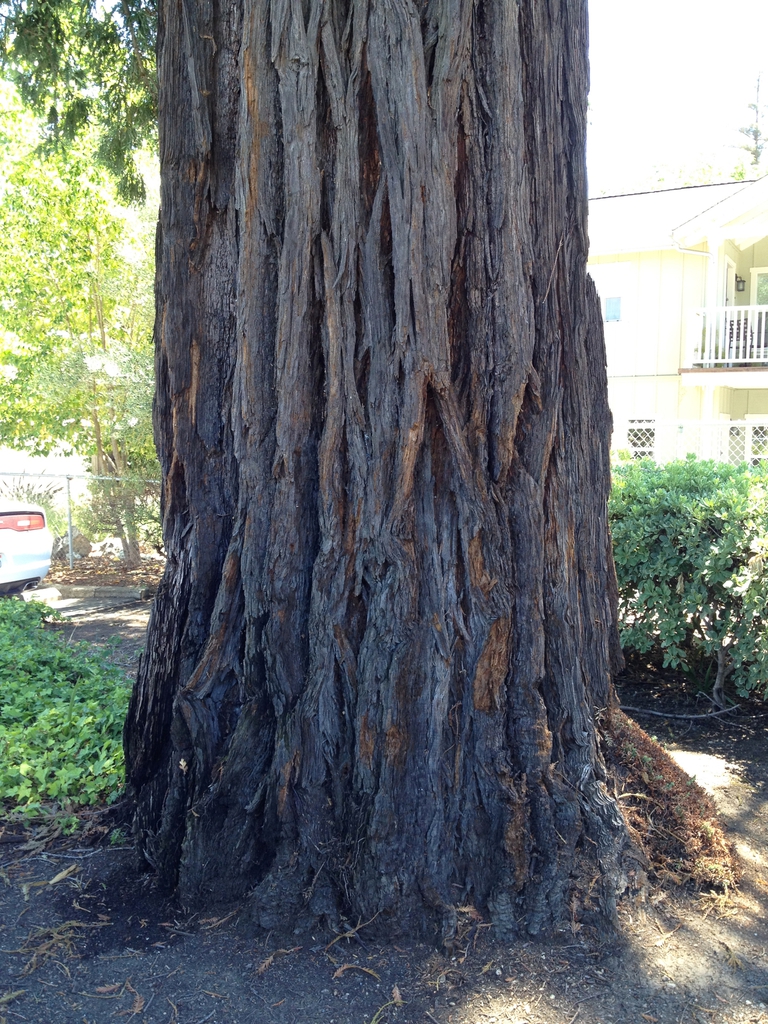 Sequoia sempervirens