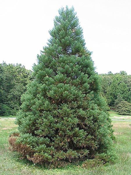 Sequoiadendron giganteum