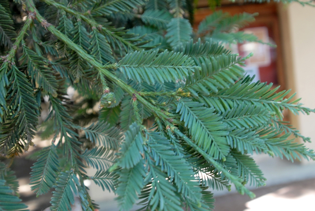 Needled evergreen leaves.