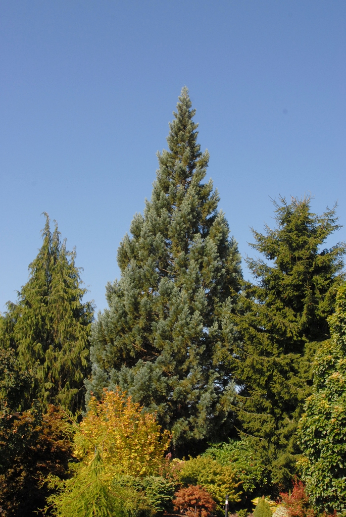 Sequoiadendron giganteum