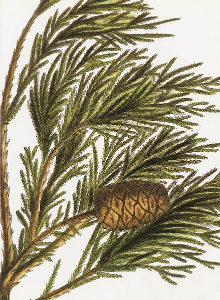 Sequoiadendron giganteum