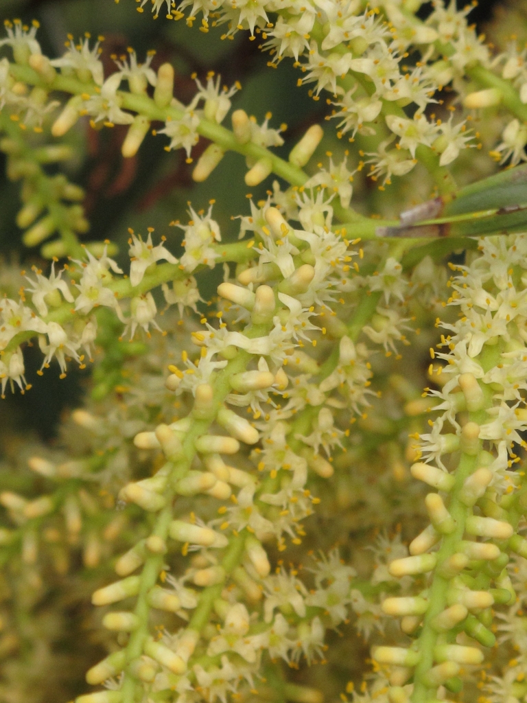 dozens of small, creamy flowers line the stalks.