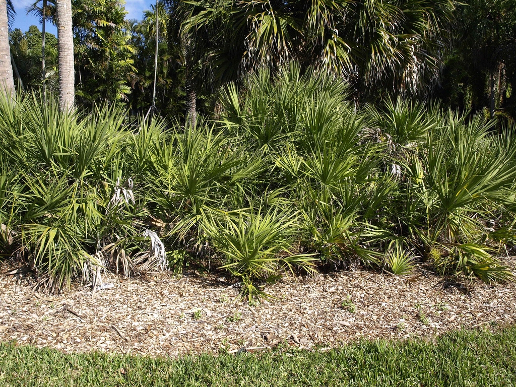 Palms growing as bushes forming a screen