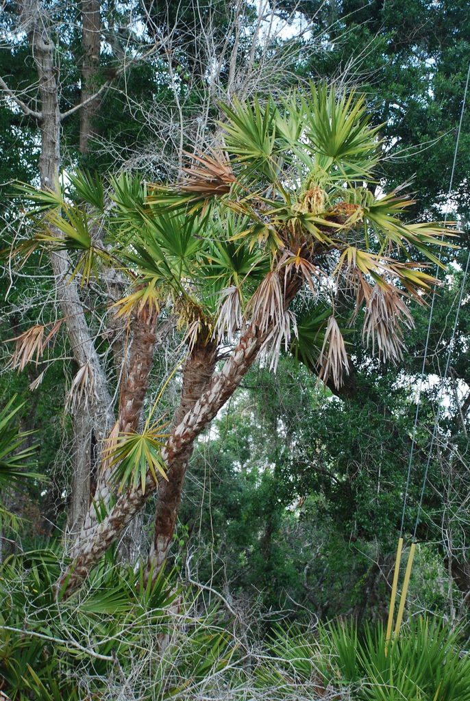 A tall-trunked individual. An erect trunk is unusual.