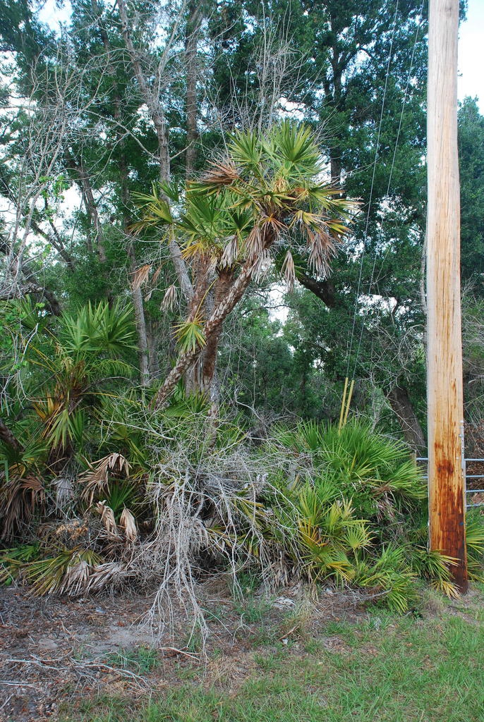Serenoa repens