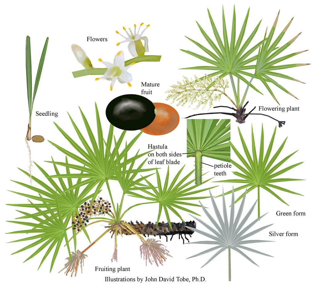 Color illustrations of the technical details of this species.