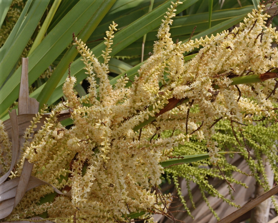 Flower clusters