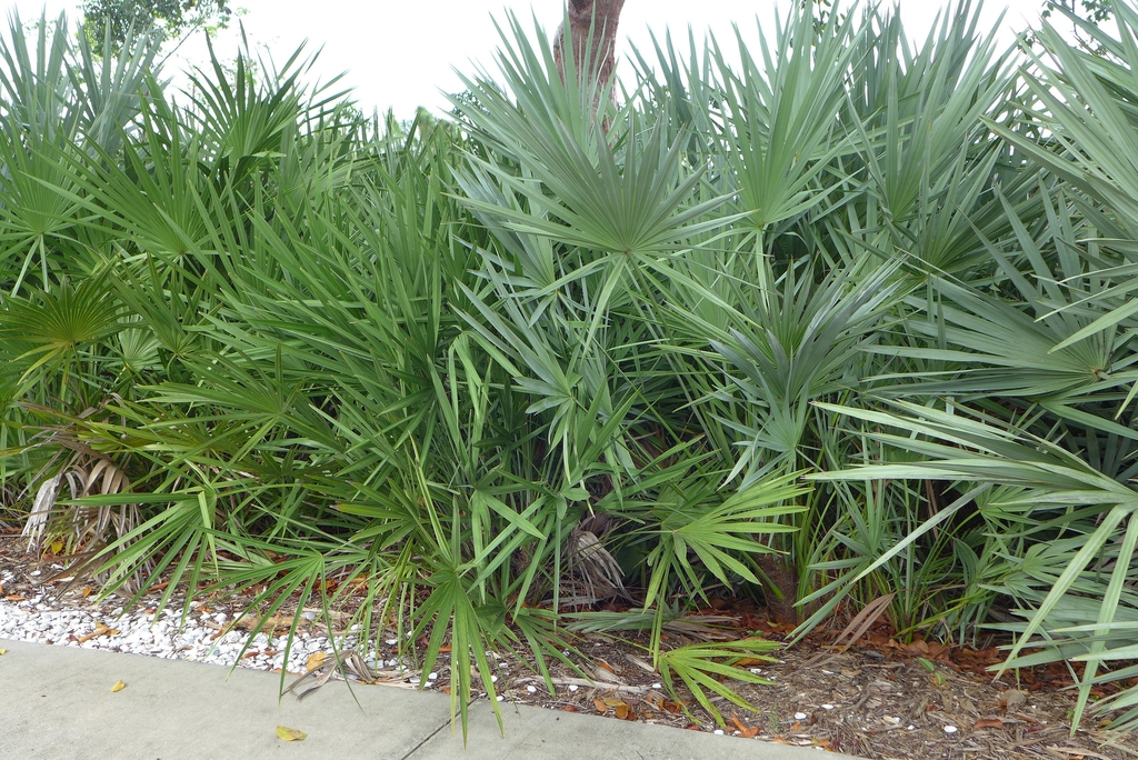 two palms, one with green leaves & the other with waxy blue lvs.