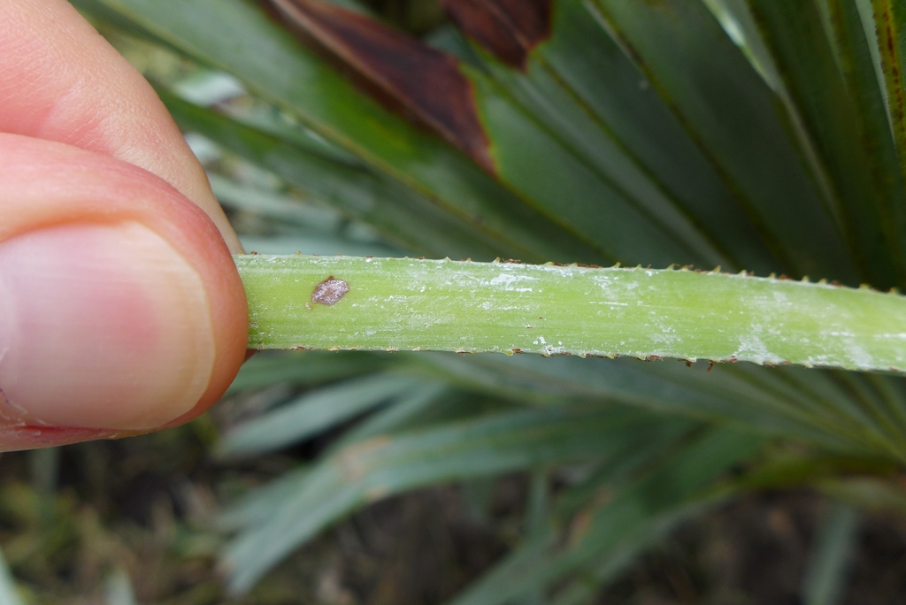 Stem with teeth
