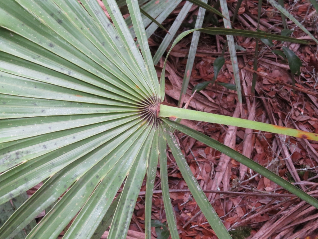 Underside of leaves