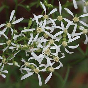 Flower cluster