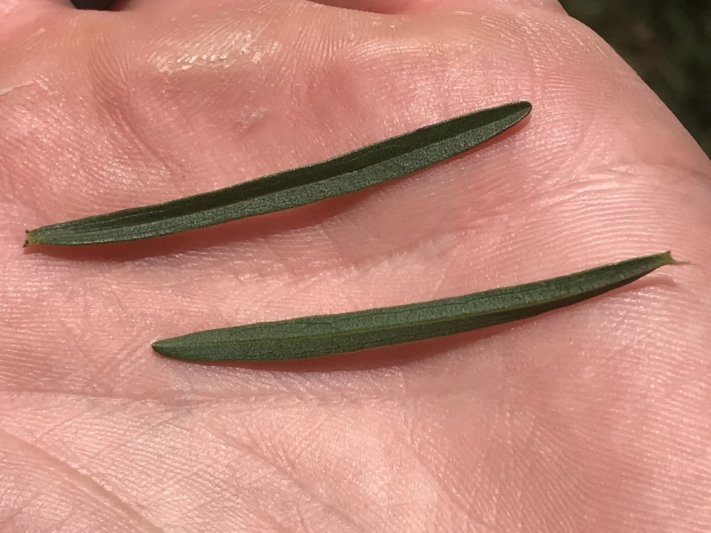 Both sides of leaves