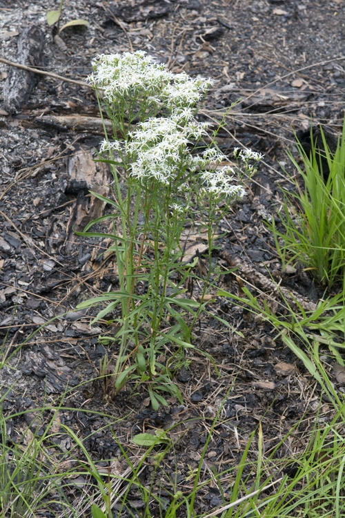 Form