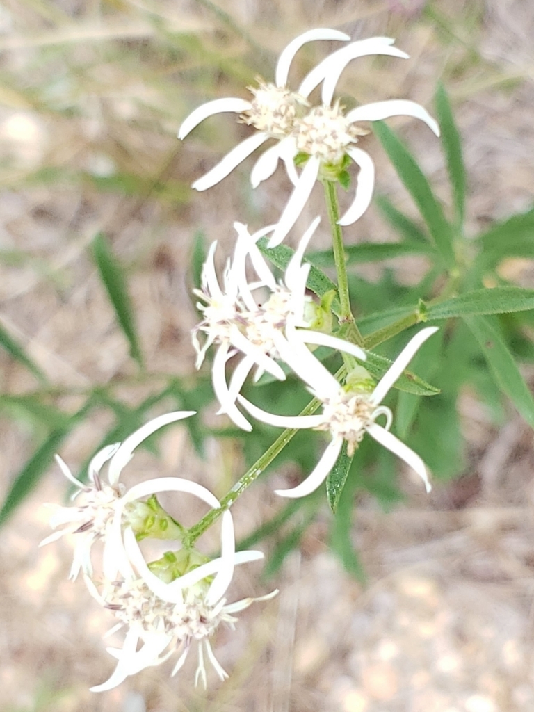 Flower closeup