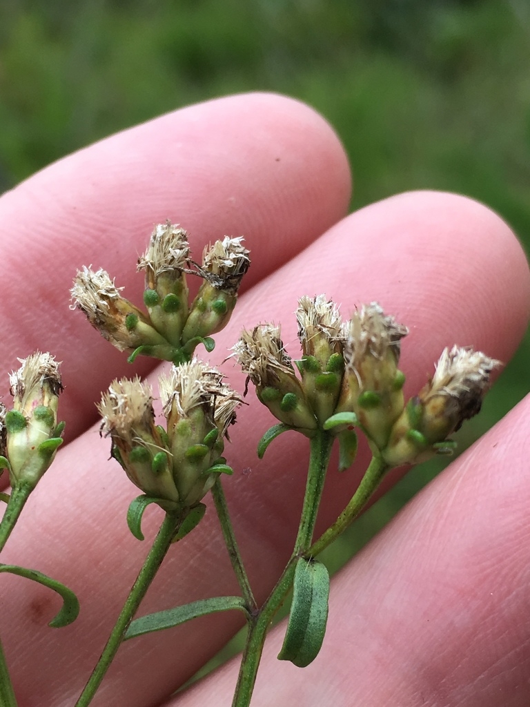 Fruits (achenes)